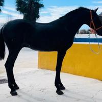 Cavallo Andaluso