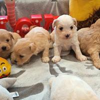 Cuccioli di MALTIPOO