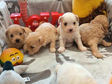 Cuccioli di MALTIPOO