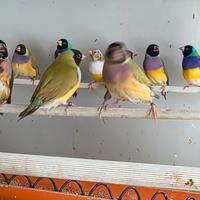 Diamanti di gould e passeri del giappone