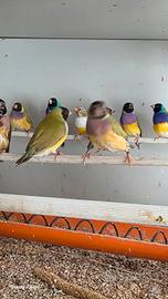 Diamanti di gould e passeri del giappone