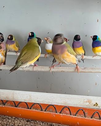 Diamanti di gould e passeri del giappone