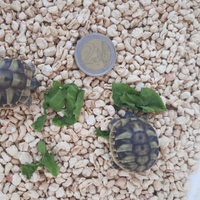 Tartarughe di terra