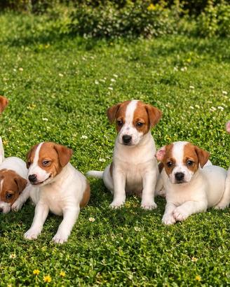 Jack Russell