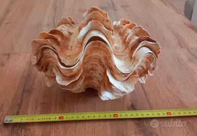 Conchiglia Tridacna squamosa gigante