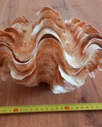 Conchiglia Tridacna squamosa gigante