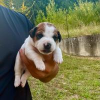 Jack Russell pelo liscio