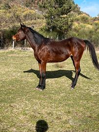 Cavallo arabo 3 anni