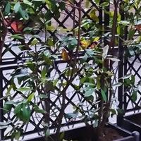 4 Fioriere in plastica rettangolari con spalliera 