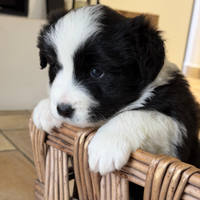 Cuccioli Border Collie con Pedigree