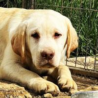 Labrador cuccioloni