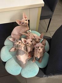 Sphynx