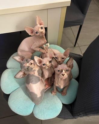 Sphynx