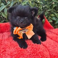 Spitz mini maschio