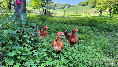 Pollastrelle Isa brown