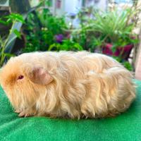 Porcellino d'india cavia di razza texel