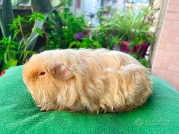 Porcellino d'india cavia di razza texel