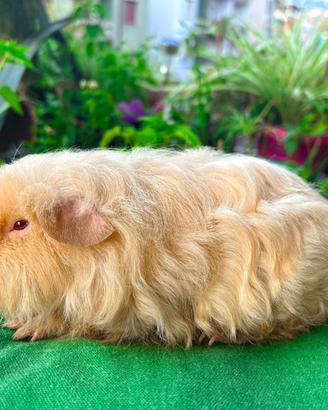 Porcellino d'india cavia di razza texel