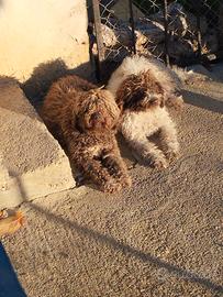 Lagotto romagnolo cavatore