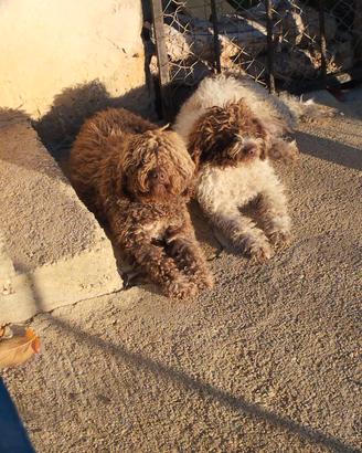 Lagotto romagnolo cavatore