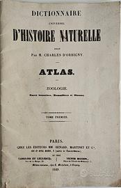 stampe Histoire Naturelle Charles d'Orbigny
