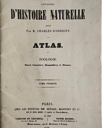 stampe Histoire Naturelle Charles d'Orbigny