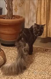 Maine Coon Smoke Rehoming