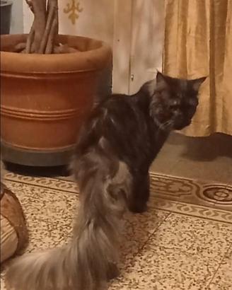 Maine Coon Smoke Rehoming
