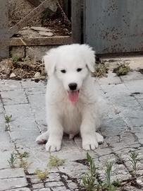 Cucciolo incrocio maremmano
