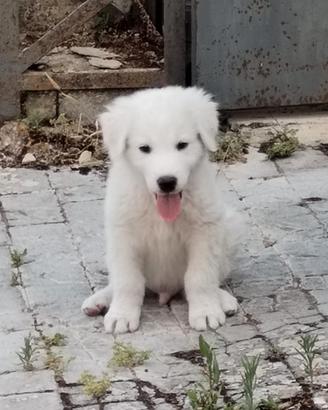 Cucciolo incrocio maremmano