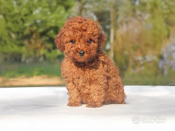 Cucciolina di Barboncino ROSSA