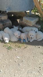 Cuccioli Mastore Maremmano Abbruzzese
