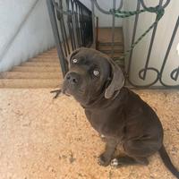 CANE CORSO