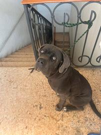 CANE CORSO