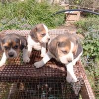 Cuccioli di Beagle