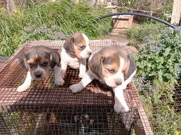 Cuccioli di Beagle