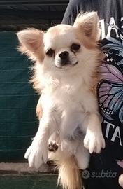 Chihuahua maschio con pedigree ENCI