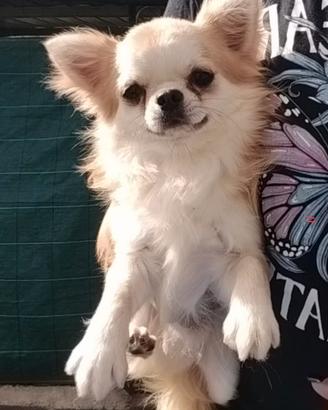 Chihuahua maschio con pedigree ENCI