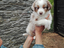 Immagine 30