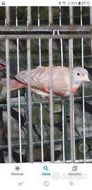 Cardinalina diluita femmina