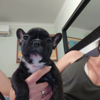 Bulldog francese
