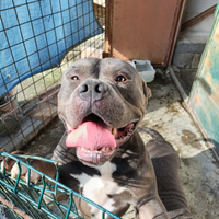 American Bully coppia