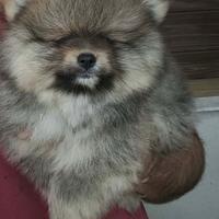 Spitz pomeriana - linea tedesca