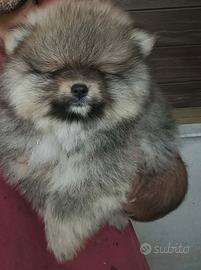 Spitz pomeriana - linea tedesca
