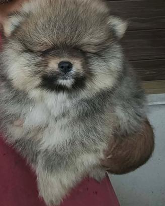 Spitz pomeriana - linea tedesca