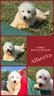 coton-de-tulear-alberta-pagamento-dilazionato