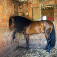 Cavallo