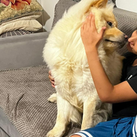 Cane Chow chow