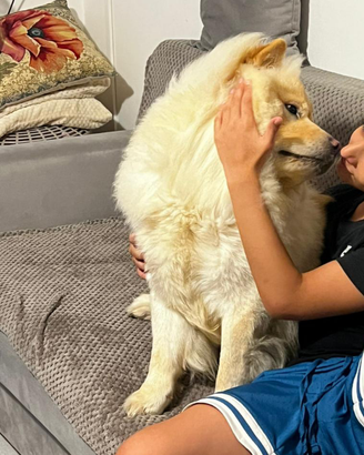 Cane Chow chow