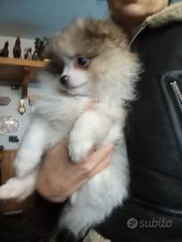 Spitz cucciolo femmina